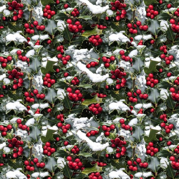 Christmas Frosted Holidays # X5563H-161